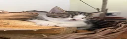 Mixed Breed cats for sale: Ready now. Beautiful litter of kittens  - Advert 5