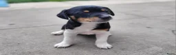 Jack Russell dogs for sale: Jack Russell puppies - Advert 8