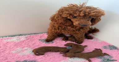Miniature Poodle dogs - Advert 4