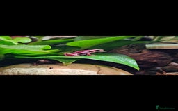 Frog reptiles for sale: 3 x Phantasmal Dart Frogs  - Image 2