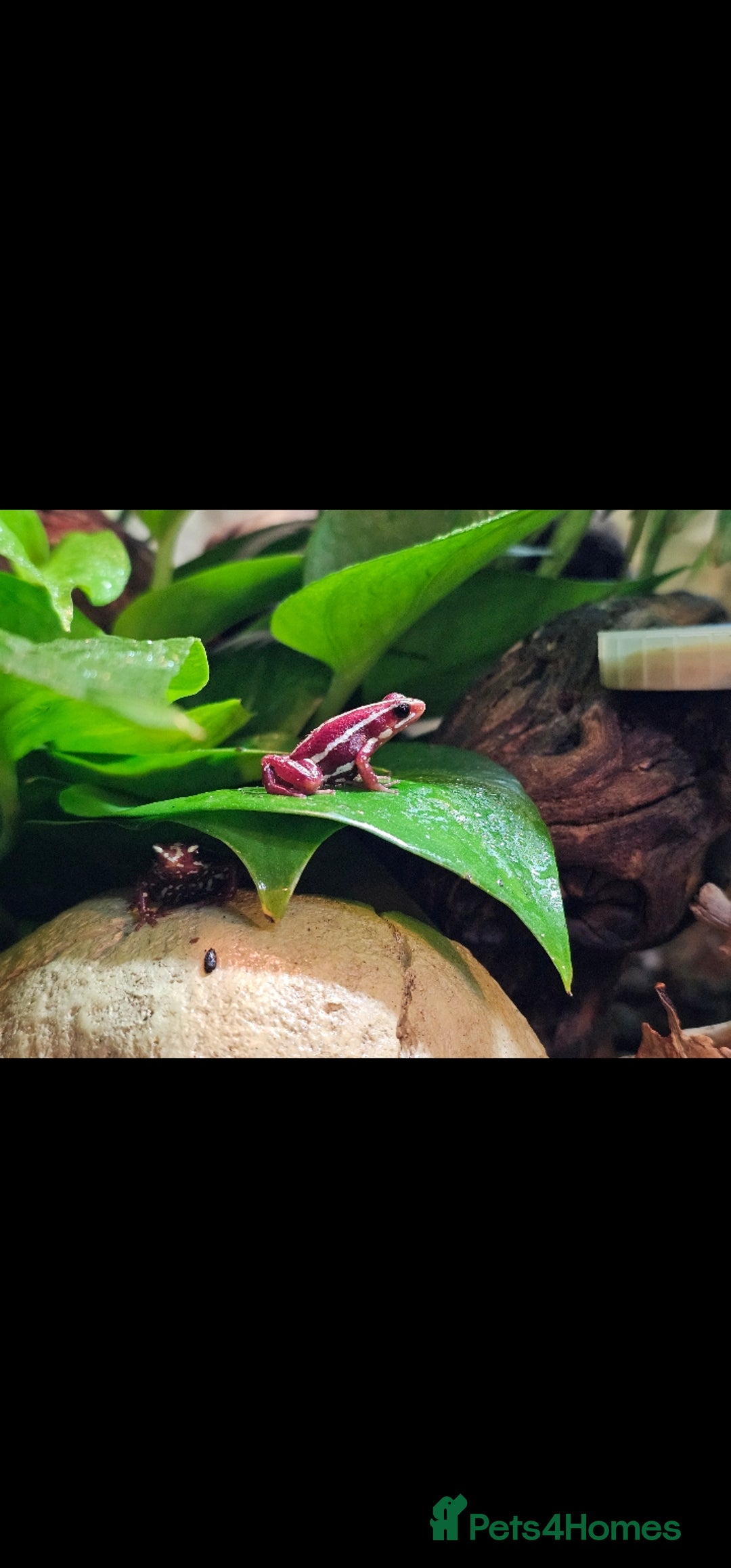 Frog reptiles for sale: 3 x Phantasmal Dart Frogs  - Image 2