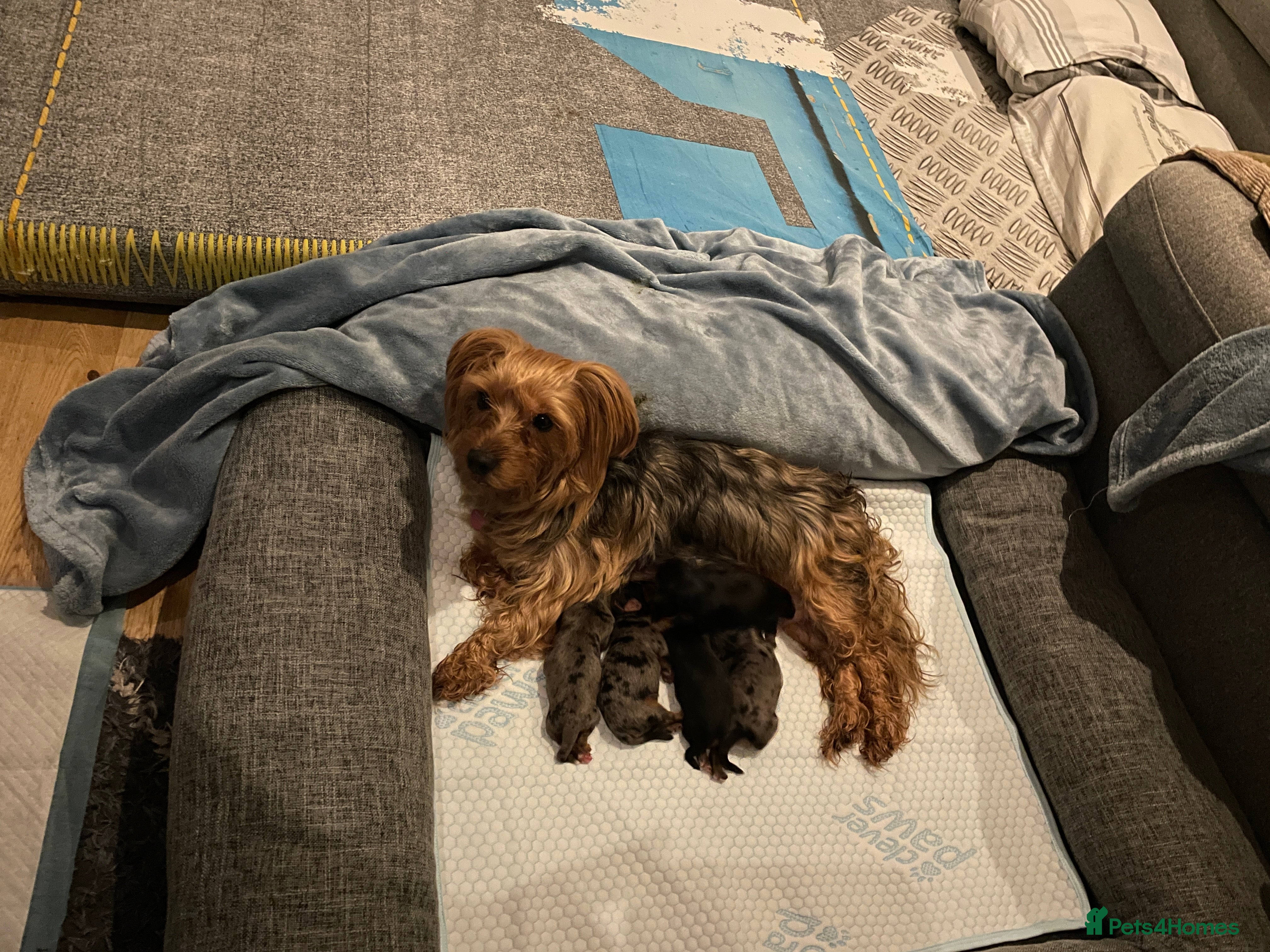 Yorkshire Terrier dogs Yorkshire Terrier puppies with pedigree in Southampton - Advert 1