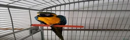 Macaws birds for sale: Blue and gold macaw in Northampton - Advert 4