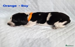 German Shorthaired Pointer dogs for sale: German Shorthaired Pointer/Irish Setter-Poinsetter - Image 16