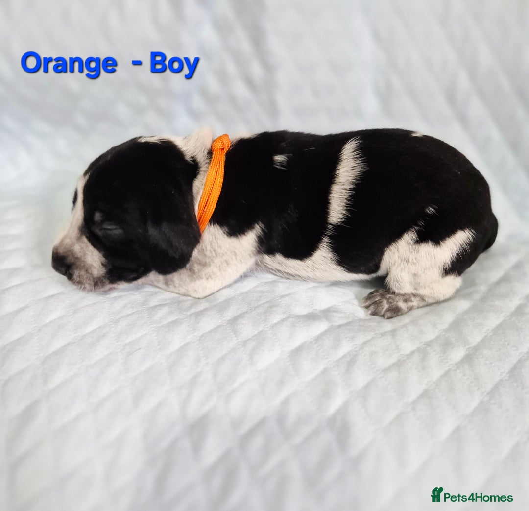 German Shorthaired Pointer dogs for sale: German Shorthaired Pointer/Irish Setter-Poinsetter - Image 16