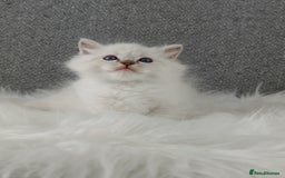 Ragdoll cats for sale: Best Ragdoll Kittens Regional Winner - Image 6