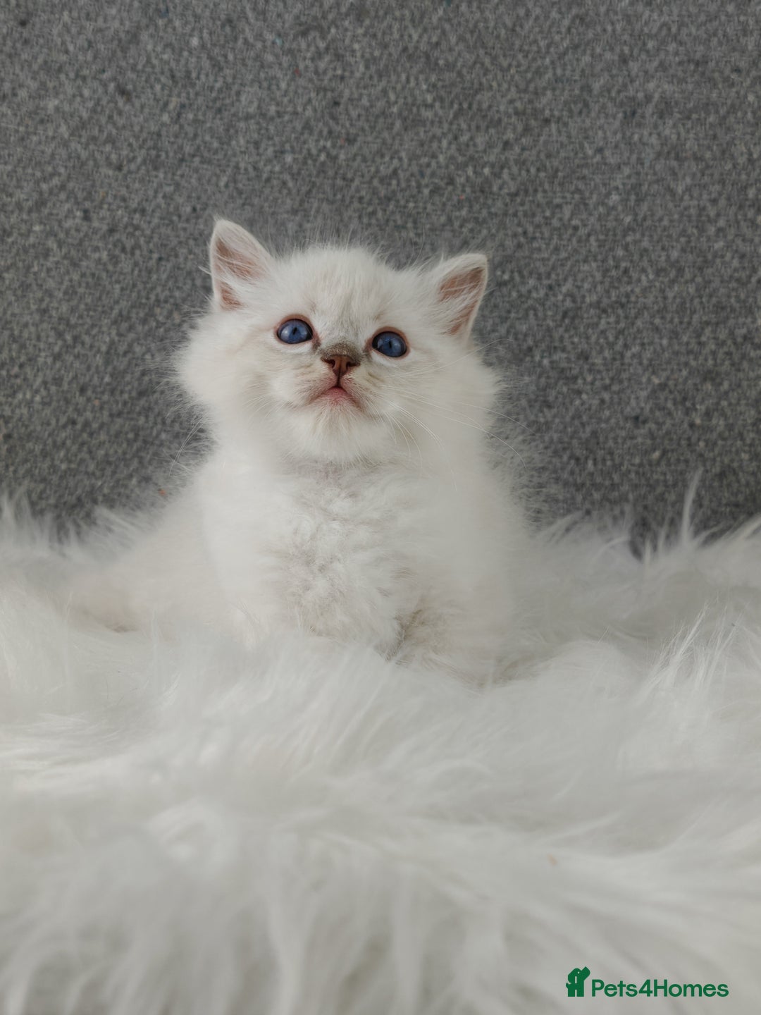 Ragdoll cats for sale: Best Ragdoll Kittens Regional Winner - Image 6