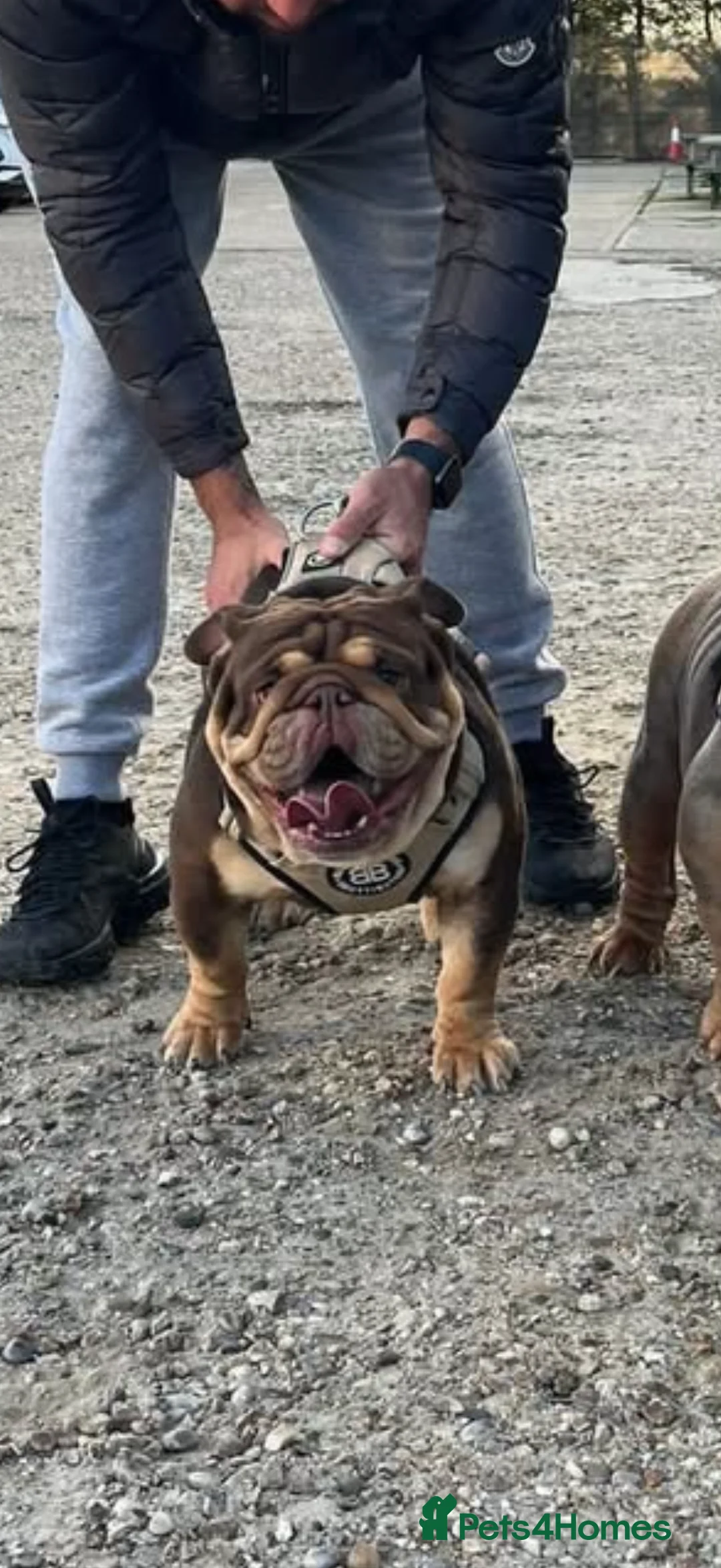 English Bulldog dogs for stud: 🍫🍫 CHOCOLATE & TAN BOY 🍫🍫 in Southend-on-Sea - Advert 5