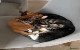 Domestic Shorthair cats for sale: 3 beautiful kittens for sale.  - Image 3