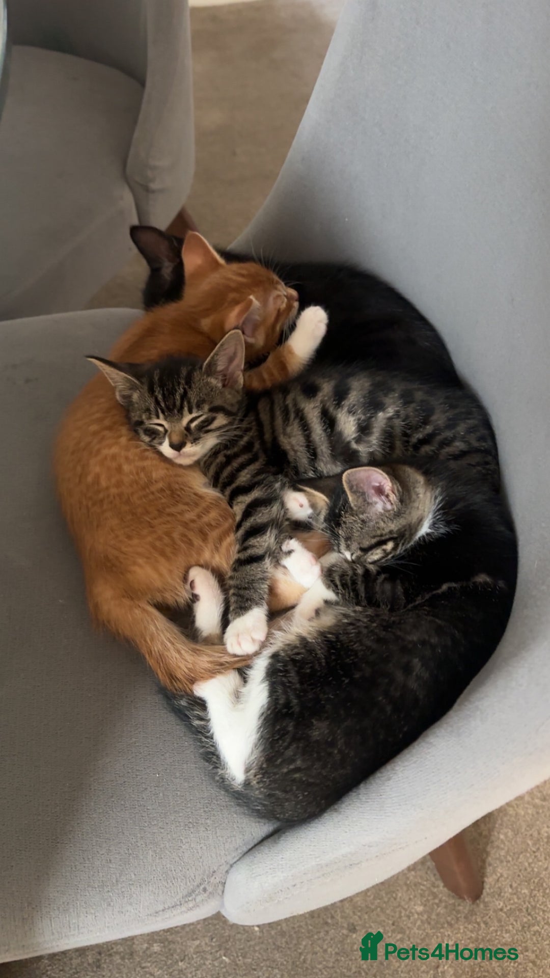 Domestic Shorthair cats for sale: 3 beautiful kittens for sale.  - Image 3