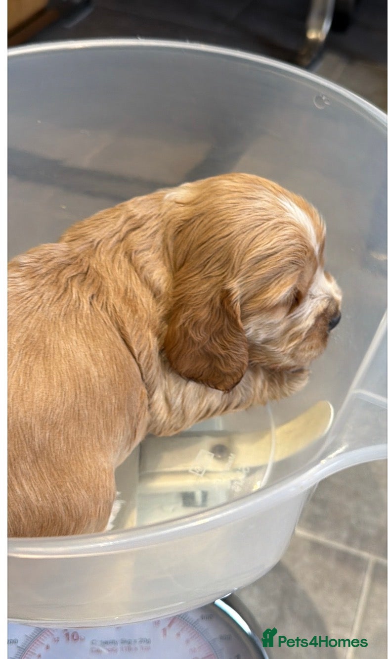 Cocker Spaniel dogs Show Spaniel puppies Rare Italian import line  - Advert 13