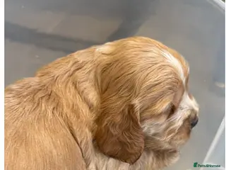 Cocker Spaniel dogs Show Spaniel puppies Rare Italian import line - Advert 13