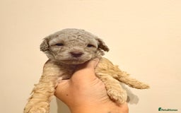 Miniature Poodle dogs for sale: Miniature Pedigree Poodles  - Advert 9