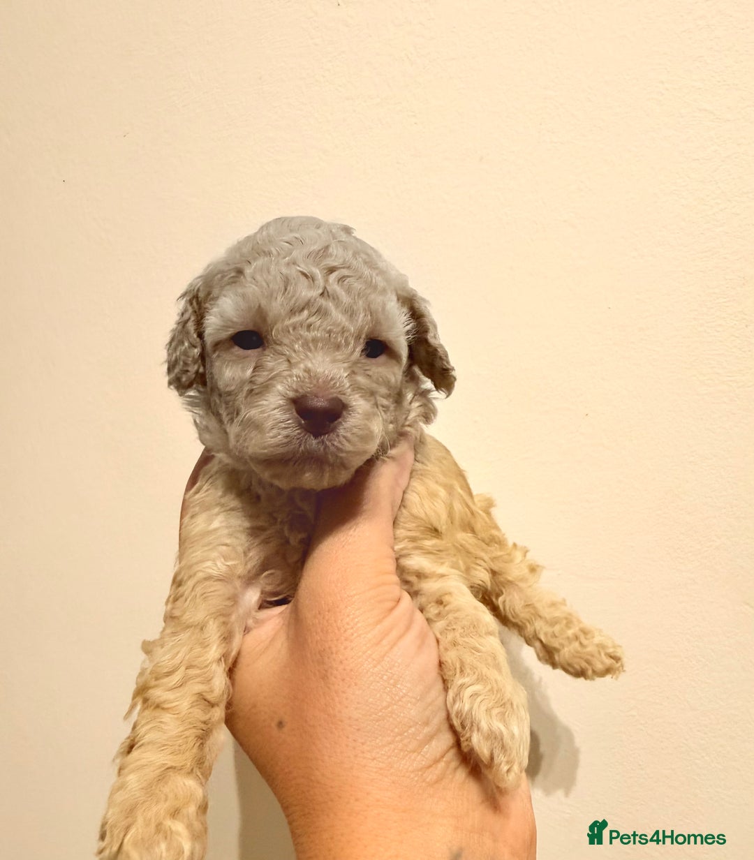 Miniature Poodle dogs for sale: Miniature Pedigree Poodles  - Advert 9