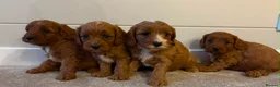 Cavapoo dogs for sale: Beautiful Red F1 Cavapoo puppies - Advert 8