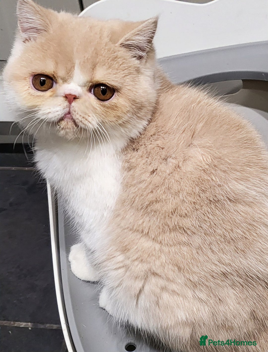 Exotic cats for sale: Hugo  - Advert 6