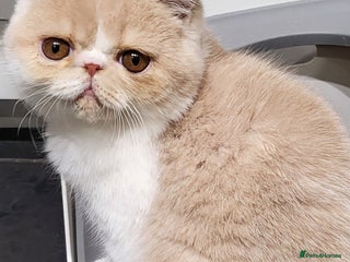 Exotic cats Hugo - Advert 2