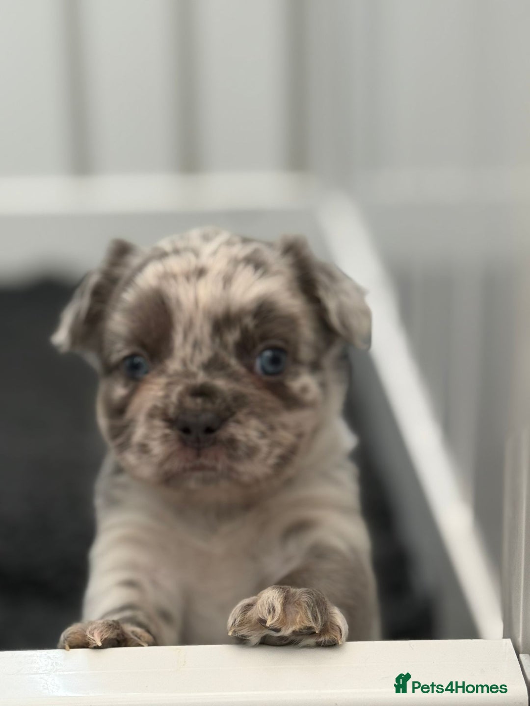 French Bulldog dogs for sale: French bulldog payment plans available  - Image 8