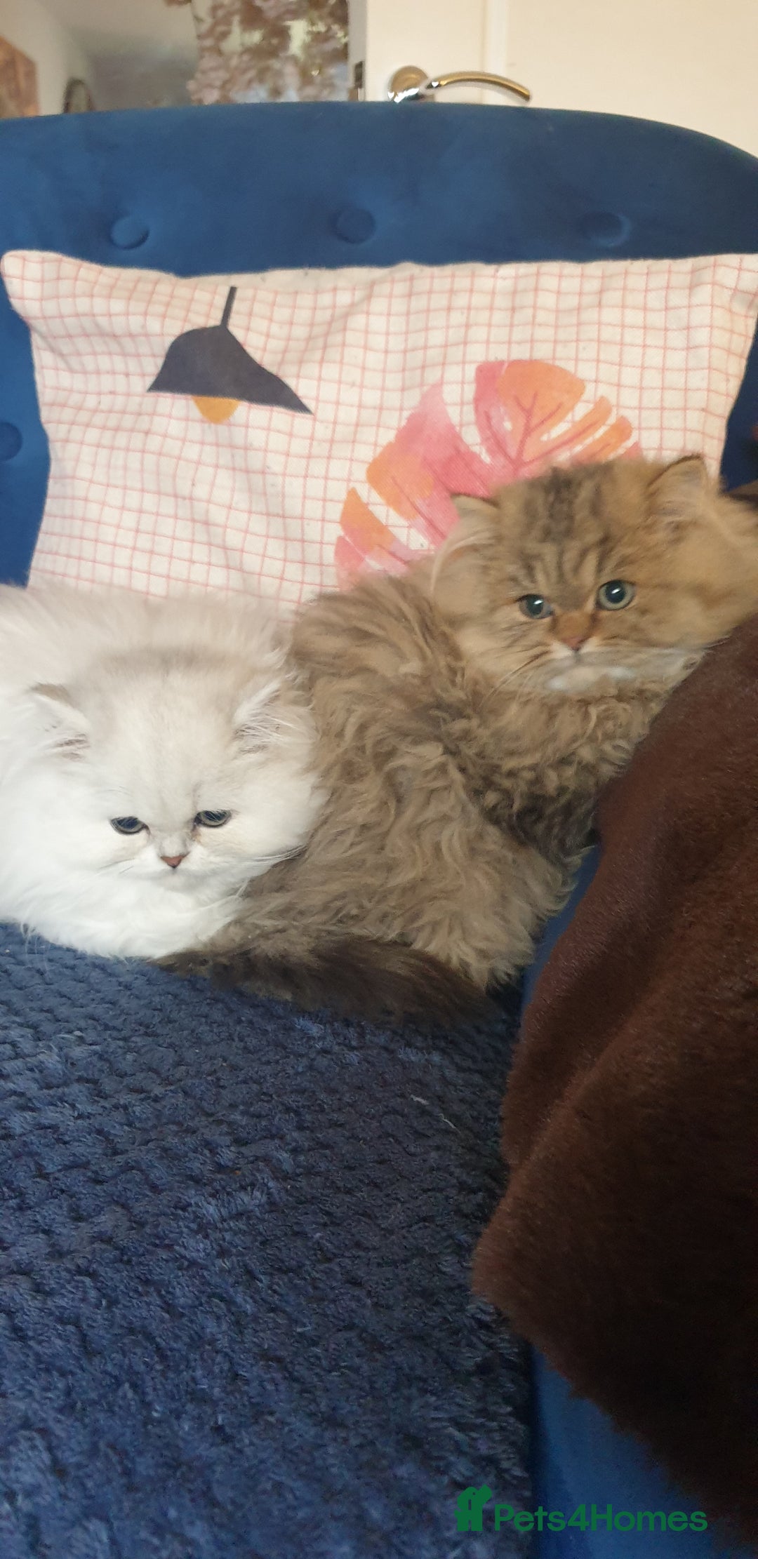Persian cats for sale: 💖Beautiful Pedigree Chinchilla Persian Kittens. - Advert 10