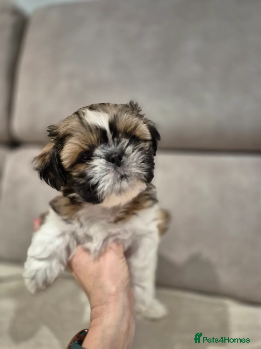 Shih Tzu dogs for sale: KC Registered Shih Tzu Puppies - Home Raised - Advert 15