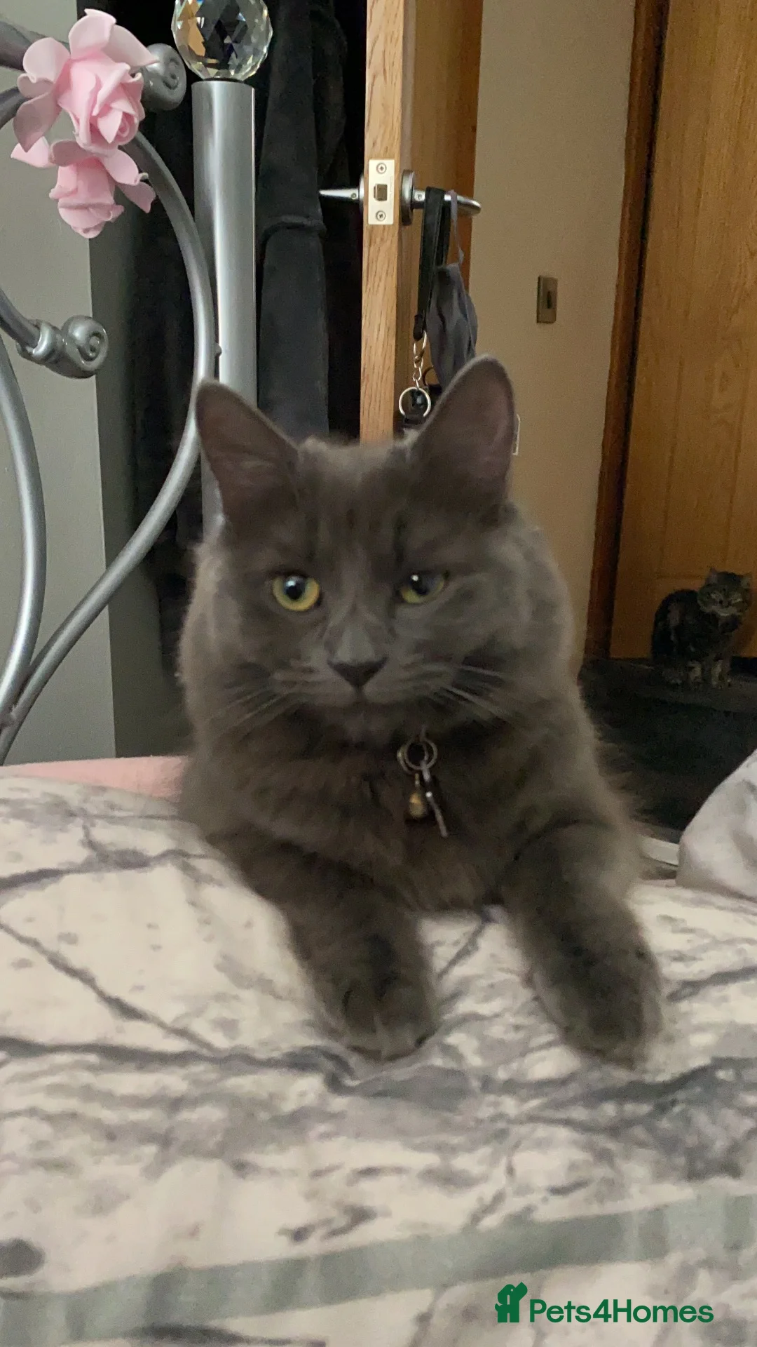 Mixed Breed cats for sale: 2 beautiful babies  - Advert 1