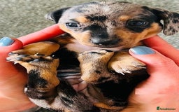 Miniature Dachshund dogs for sale: ✅Adorable nice Mini dachshund for sale✅✅ - Image 3
