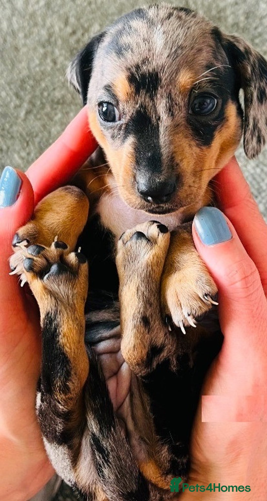 Miniature Dachshund dogs for sale: ✅Adorable nice Mini dachshund for sale✅✅ - Image 3