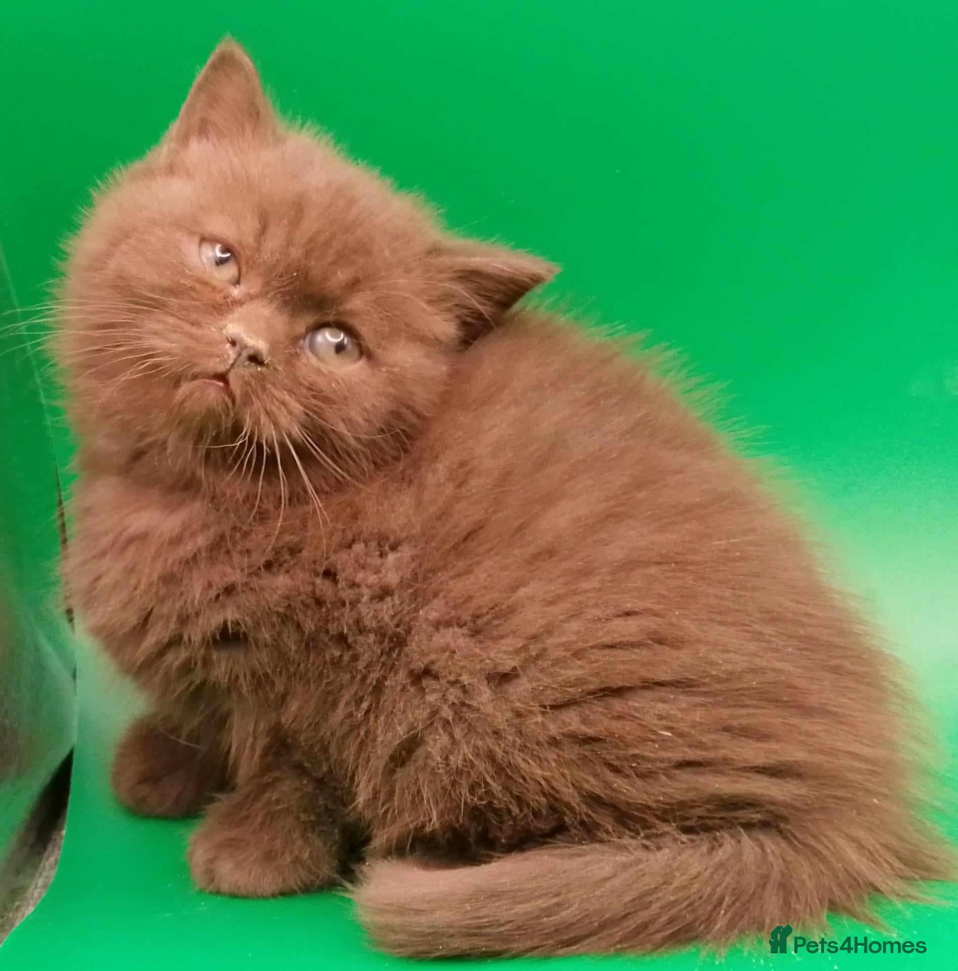 British Shorthair cats for sale: Chocolate/Cinnamon British Shorthair  - Advert 7