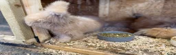 Angora rabbits for sale: Angora - Advert 16