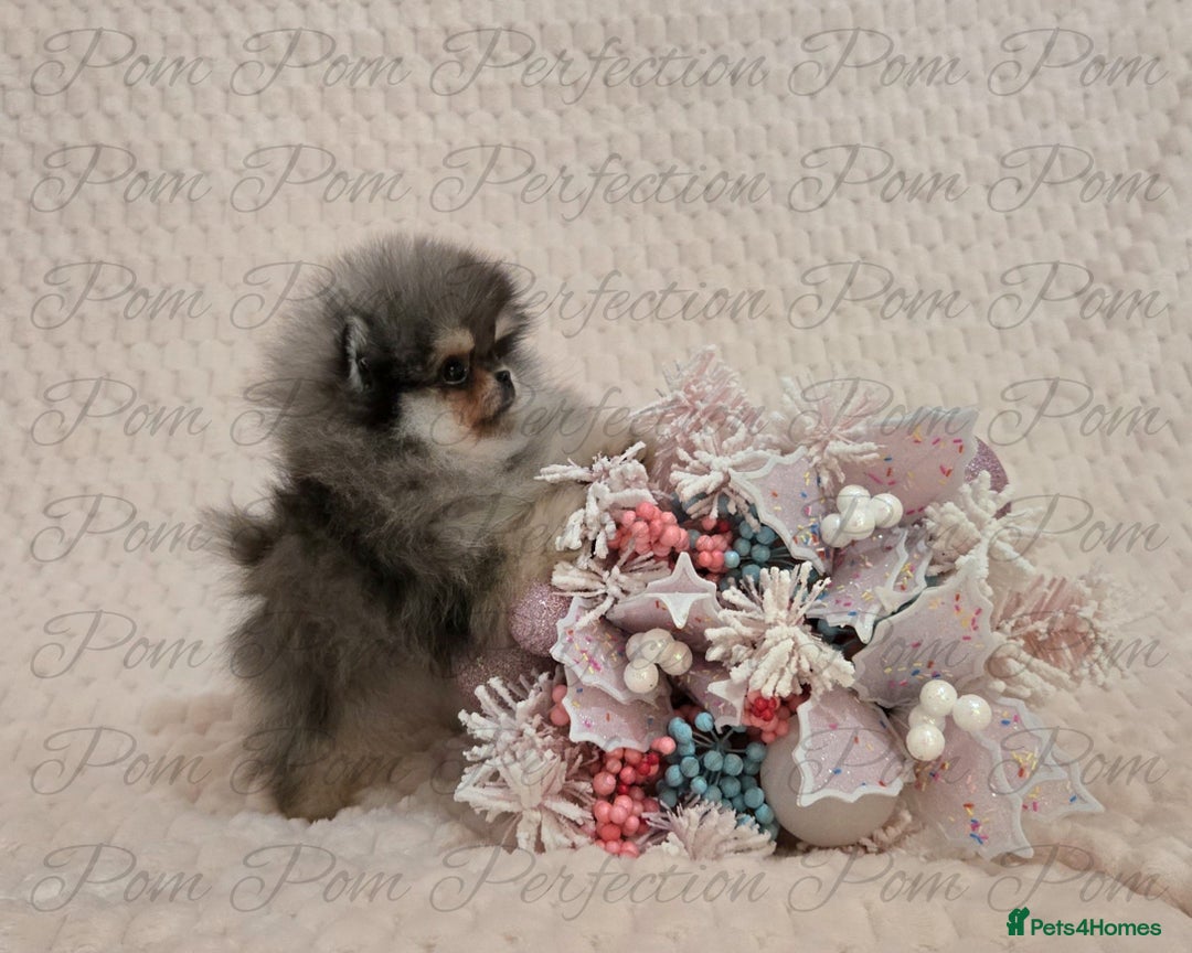 Pomeranian dogs for sale: Magical Teddy Bear Pomeranian Puppies  - Advert 5