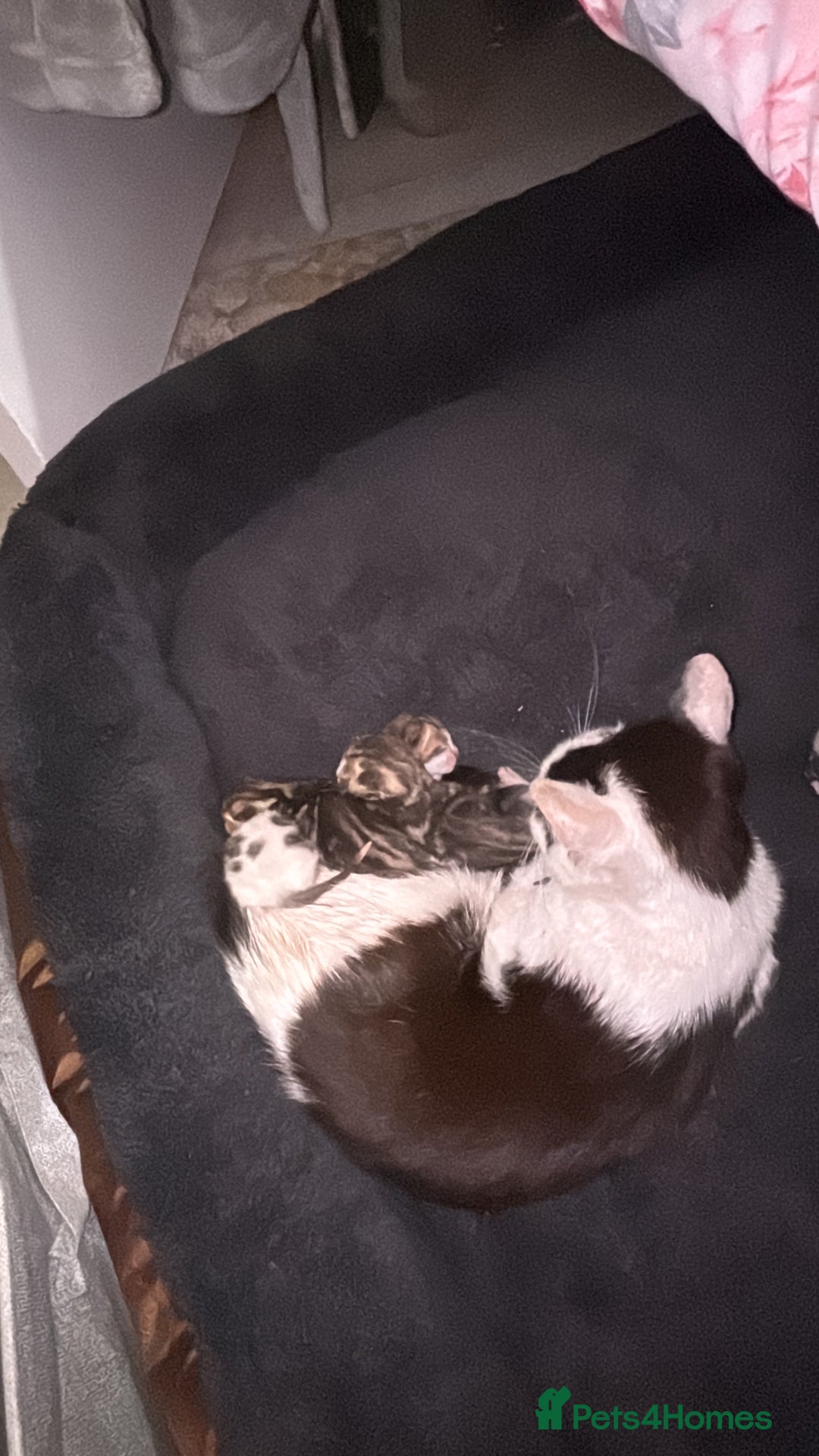 Domestic Shorthair cats for sale: New kittens available now - Image 8
