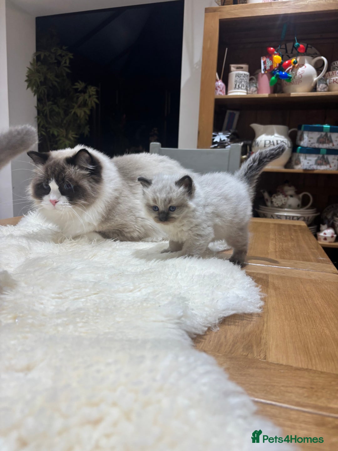 Ragdoll cats for sale: Gorgeous Ragdoll Seal Mink kittens TICA Registered - Advert 12