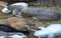 French Lop rabbits for sale: PURE Giant French Lops - Vaccinated - RESERVE - Image 18