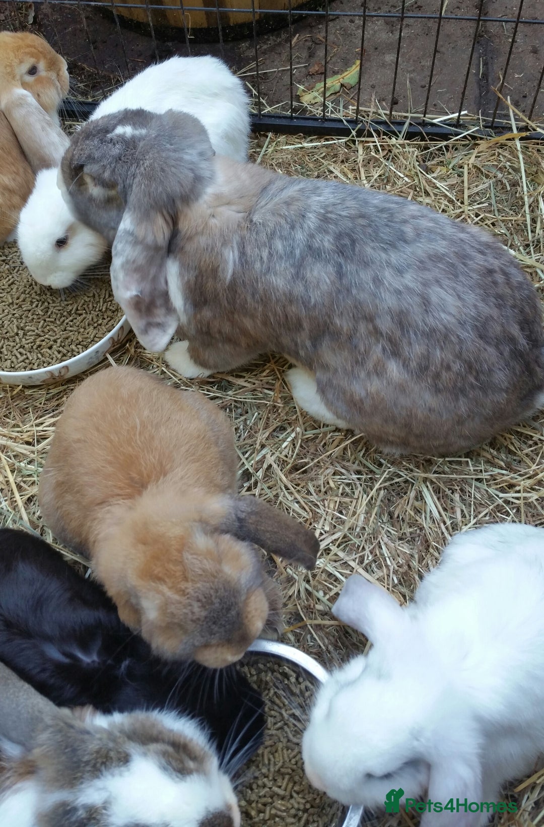 French Lop rabbits for sale: PURE Giant French Lops - Vaccinated - RESERVE - Image 18