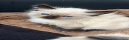 Ragdoll cats for sale: Two Beautiful Male Ragdolls For Sale🩵 in Sutton Coldfield - Advert 4