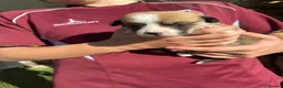 Welsh Corgi Pembroke dogs for sale: KC REGISTERED PEMBROKE CORGI PUPS - Advert 9