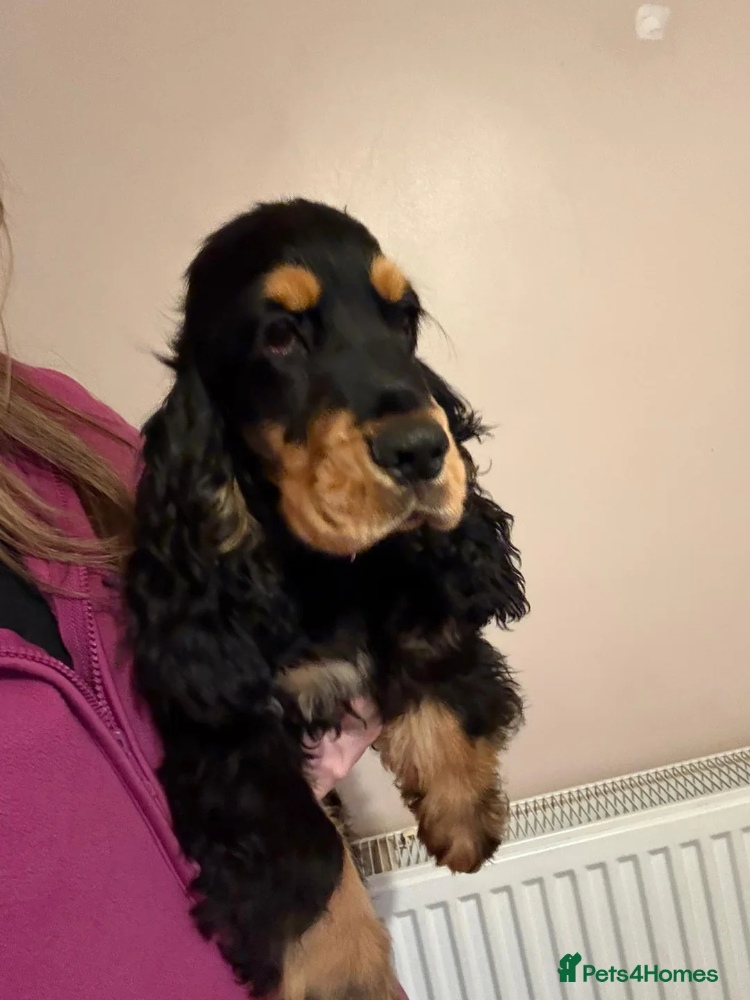 Cocker Spaniel dogs for sale: Black and Tan show cocker spaniel  - Advert 13