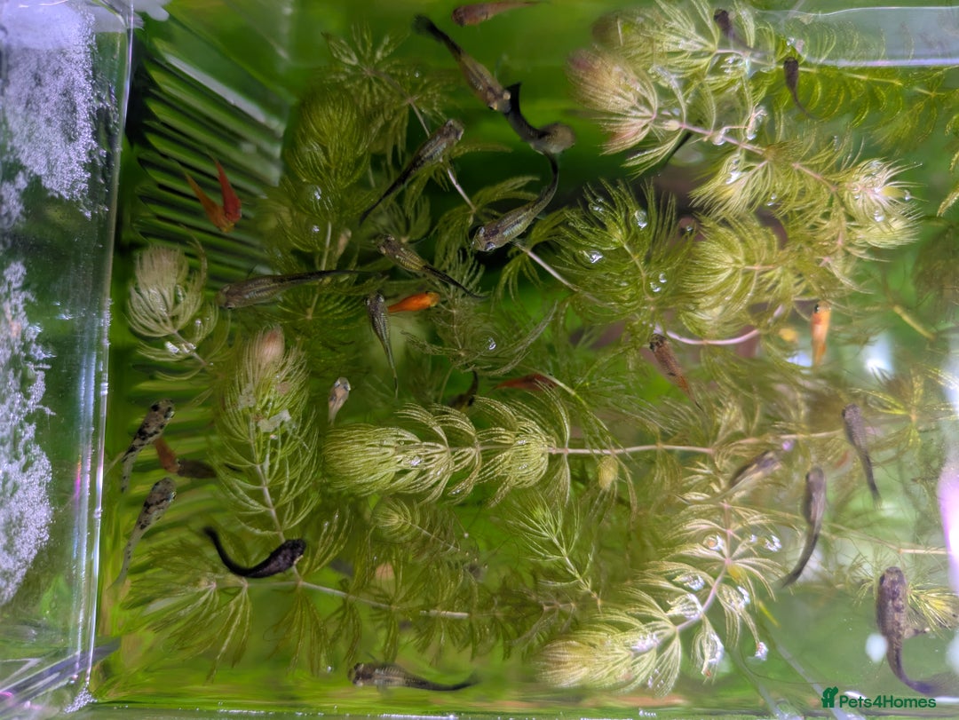 Live Bearers fish for sale: Live bearers looking for a home - Image 3