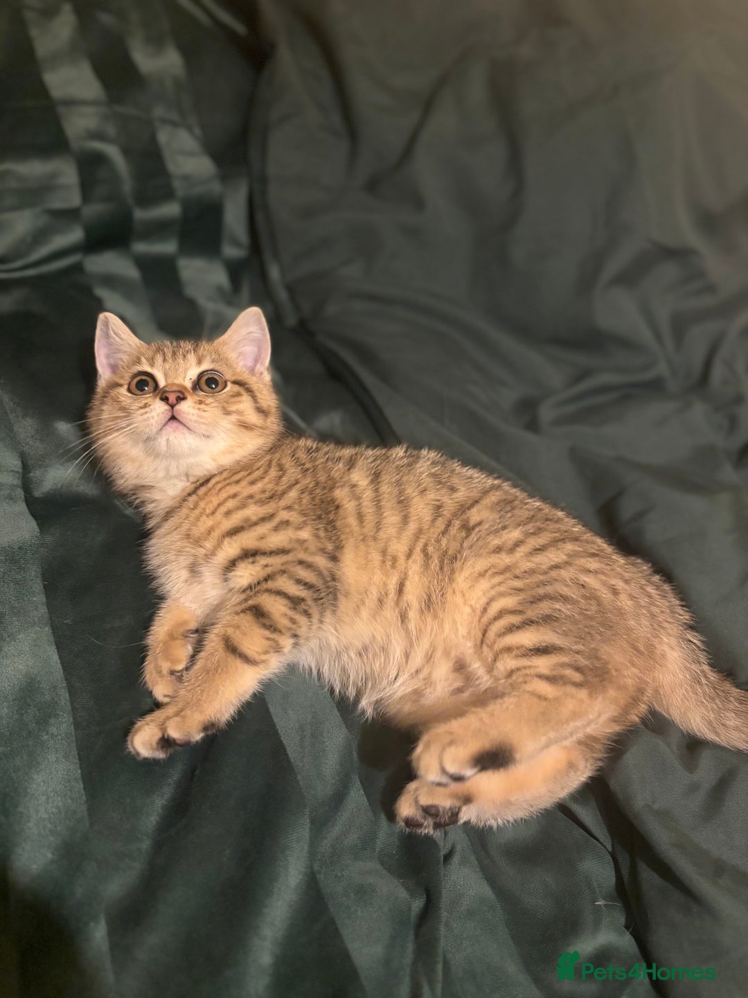 British Shorthair cats for sale: 🐾 Last British Shorthair Golden Tabby - Female 🐾 - Image 1