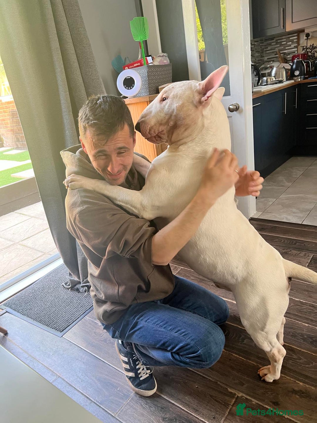 English Bull Terrier dogs for stud: Proven Quality Stud KC (Crufts qualifier) Dorset in Poole - Advert 6