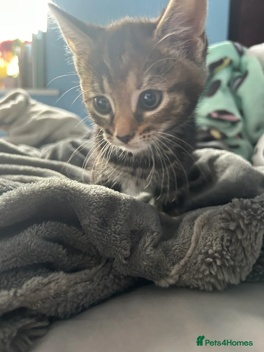 Mixed Breed cats for sale: Beautiful kittens for sale. read description.  - Advert 16