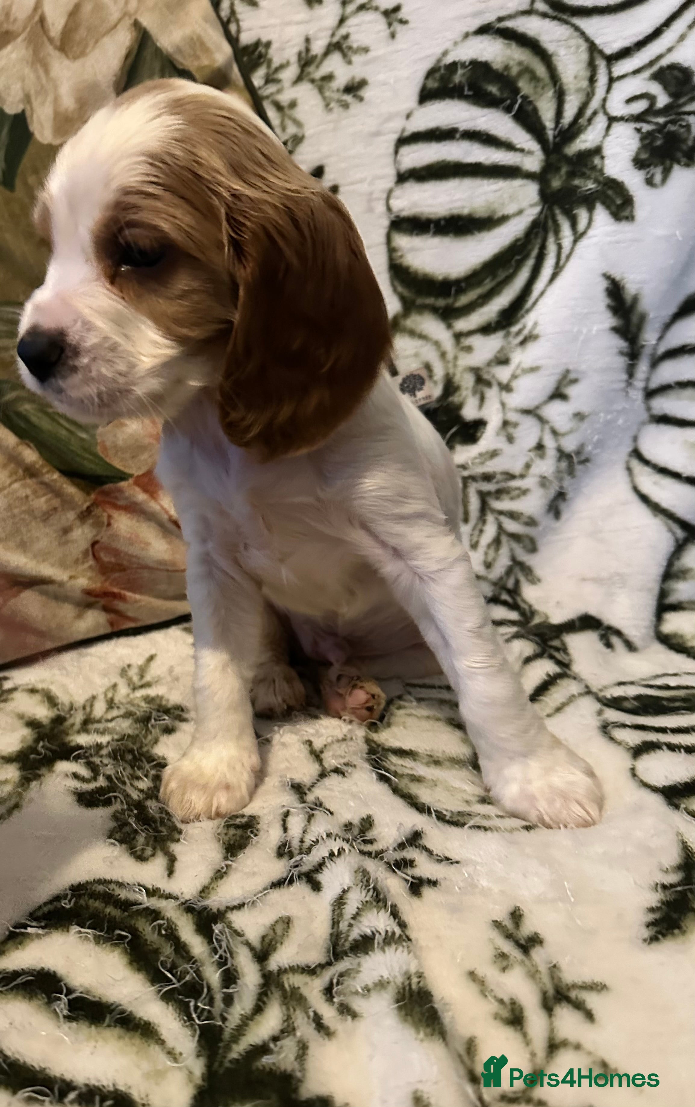 Cockalier dogs  Last cockalier puppy x - Advert 13