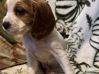 Cockalier dogs Last cockalier puppy x - Advert 13