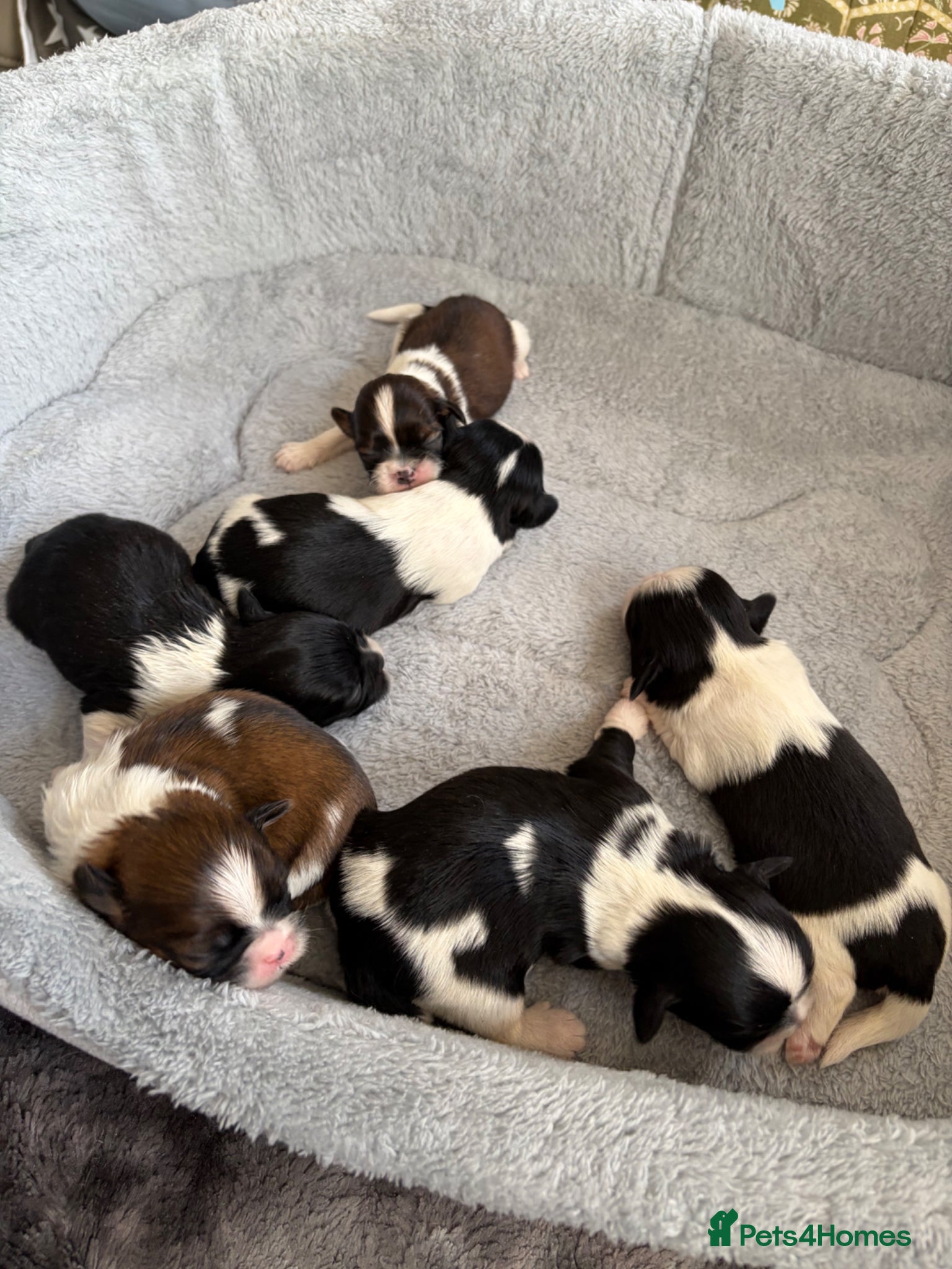Shih Tzu dogs Beautiful Shih Tzu puppies  - Advert 5