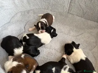 Shih Tzu dogs Beautiful Shih Tzu puppies - Advert 7