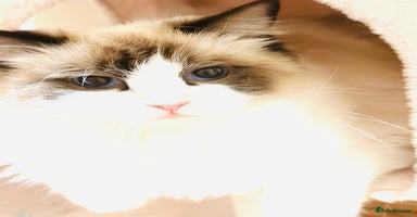 Ragdoll cats - Advert 13