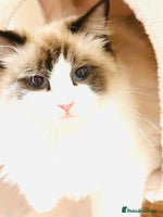 Ragdoll cats - Advert 6