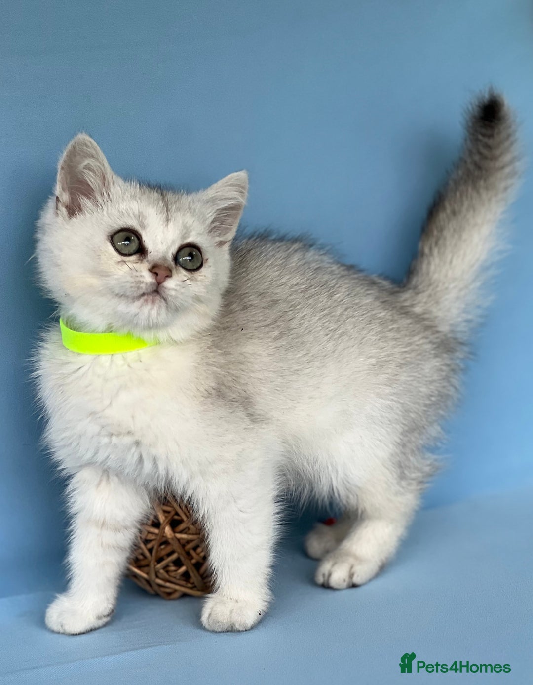 British Shorthair cats for sale: Stunning British shorthair kittens AN 12 GCCF  - Image 9