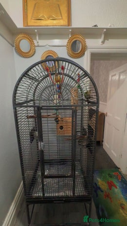 Conures birds - Advert 14