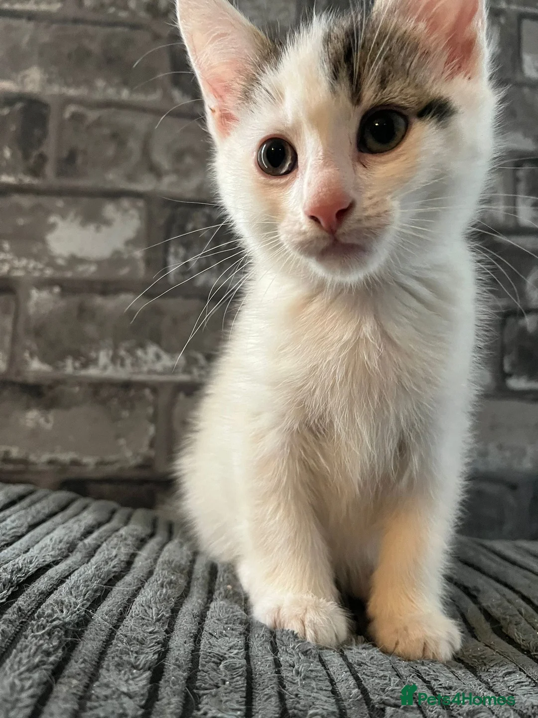 Mixed Breed cats for sale: Cute kitten - Advert 2